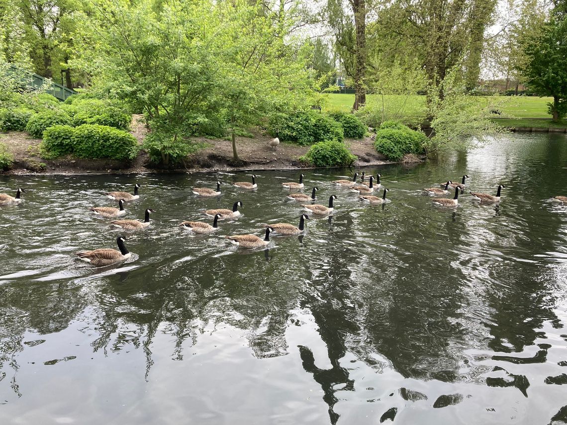 Walk in Beddington Park